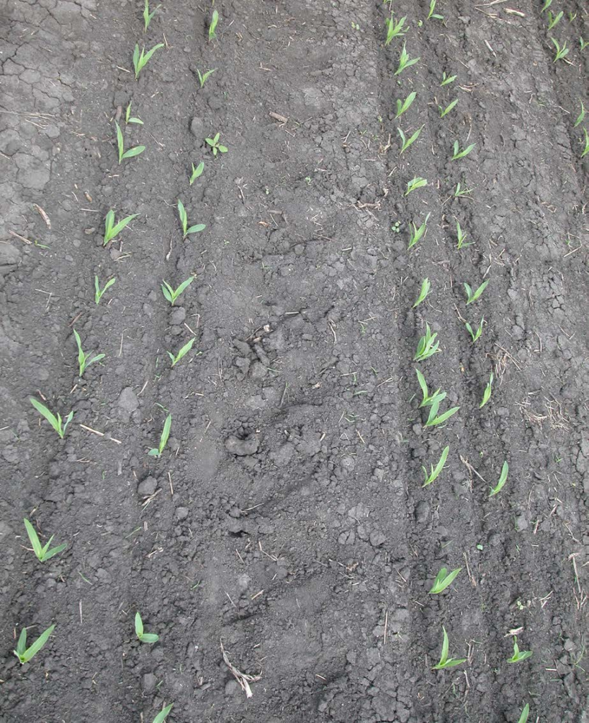 Corn Yield Potential and Row Spacing Titan Pro