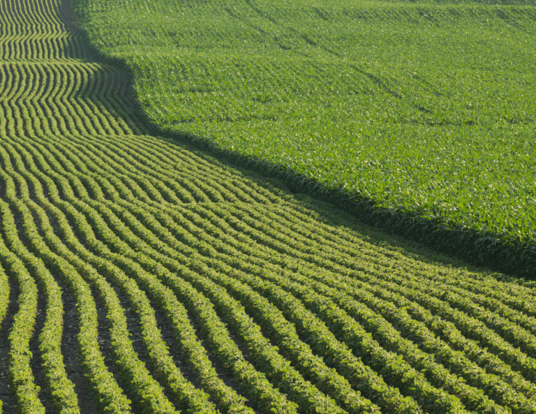 Corn and Soybean field side by side