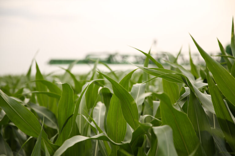 corn field with sprayer in the background