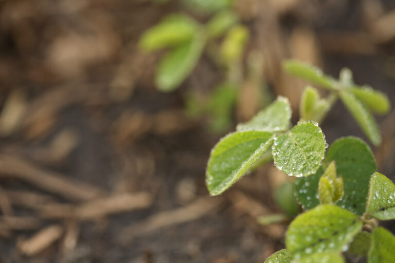 Young soybean plant with droplets