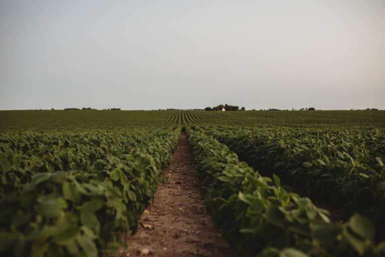 Soybean field