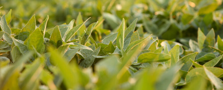 mid-season soybean field