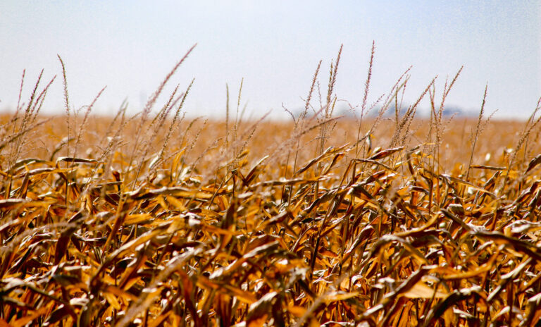 Late-season corn