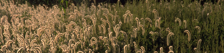 Giant-Foxtail